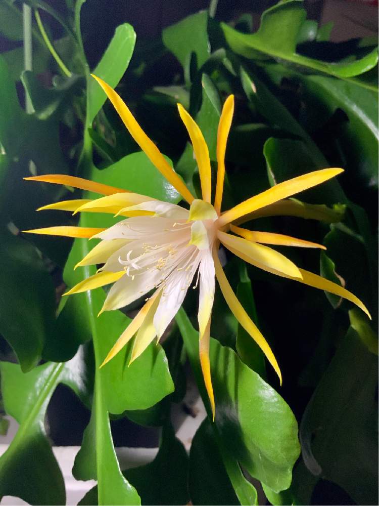 部屋の画像 by 8787さん | 部屋と観葉植物と植物のある暮らしと フィッシュボーンカクタスと植中毒とハクビクジャクと花のある暮らし