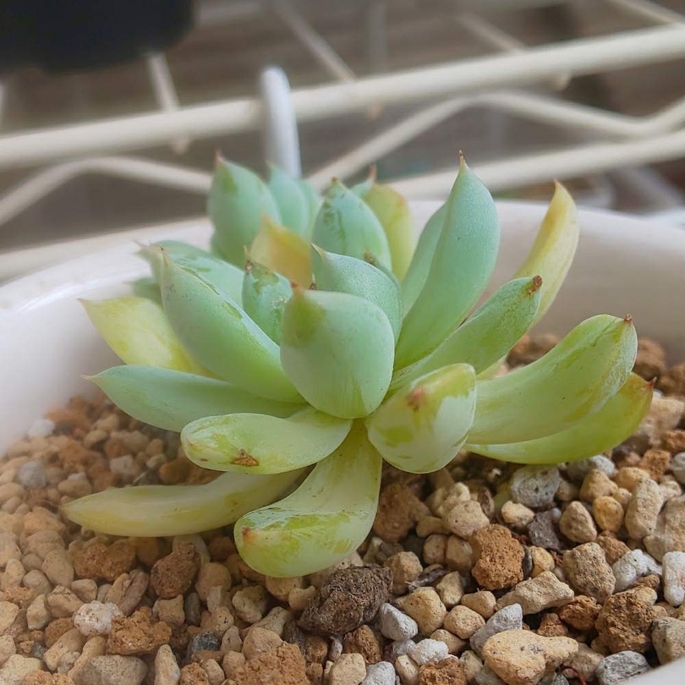 バルコニー/ベランダの画像 by Succulent so cute ♥さん | バルコニー/ベランダとホワイトラインとWhite lineと秋の多肉ちゃんとcute ♥️ ホワイトラインとチーム大阪とno green no lifeとお気に入り~✴️とエケベリア属とスマホ撮影加工なしとsucculent so cute ♥️とチームグリーンとgreenとSucculent Lifeとenjoy botanical life ♥️とcute ♥️ エケと秋色多肉とso cute garden ♥️とGS萌え~✴️と多肉コレクション♥と葉っぱlove♥とsucculentとsucculent love ♥