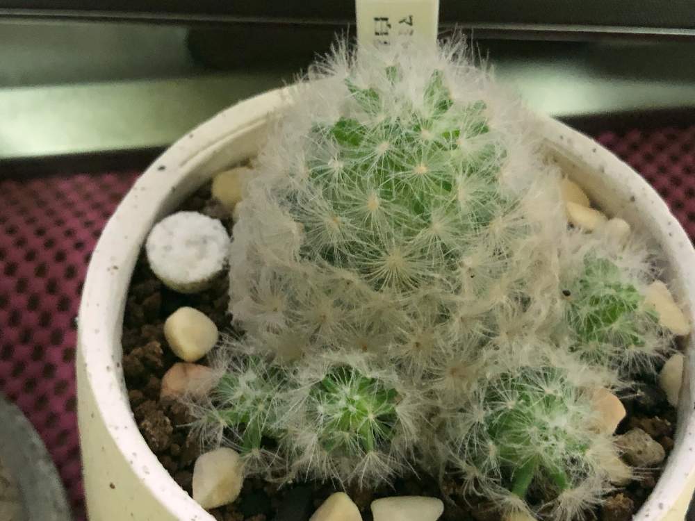 棚の画像 by akiさん | 棚とマミラリア 白星と多肉植物と完全なる植中毒と子達増量??と綿みたい~フンワリンコ!とありがとう❤️と多肉女子と花のある暮らしと家庭菜園奮闘日記とGREEN UP!