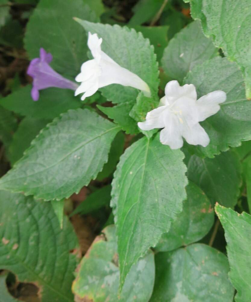 お出かけ先の画像 by ぺこりん♪さん | お出かけ先とスズムシバナとムラサキの花と山野草と公園とGS映えと珍しいとGS日和と秋の気配と散歩とボタニカルスポットとおでかけ先ときれいな色と白い花とお散歩とかわいいな♡と京都府立植物園とお出かけ先にて