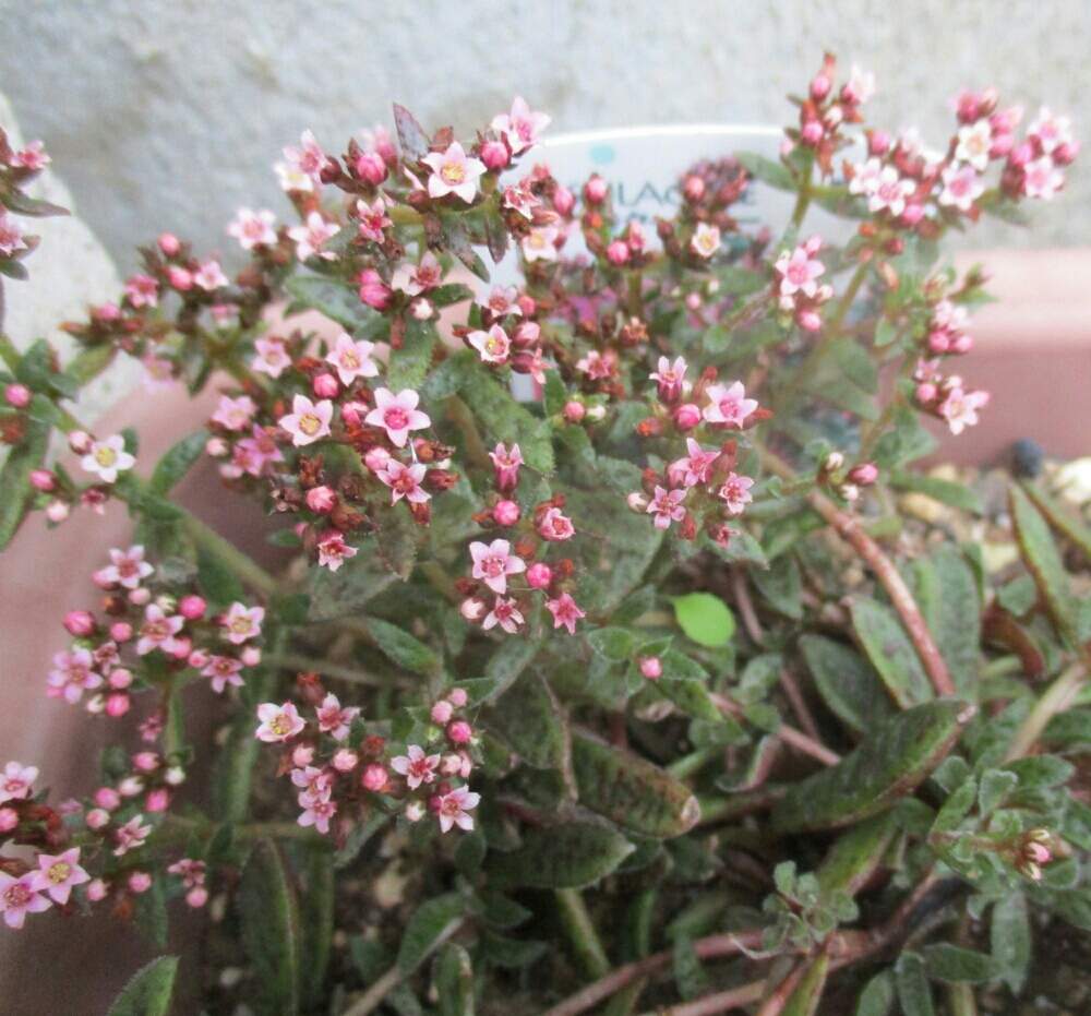 棚の画像 by tanikuharuさん | 棚と多肉中毒と多肉植物と観葉植物と我が家の多肉と多肉大好きと植中毒と今日の一枚とクラッスラ クーペリーと多肉初心者