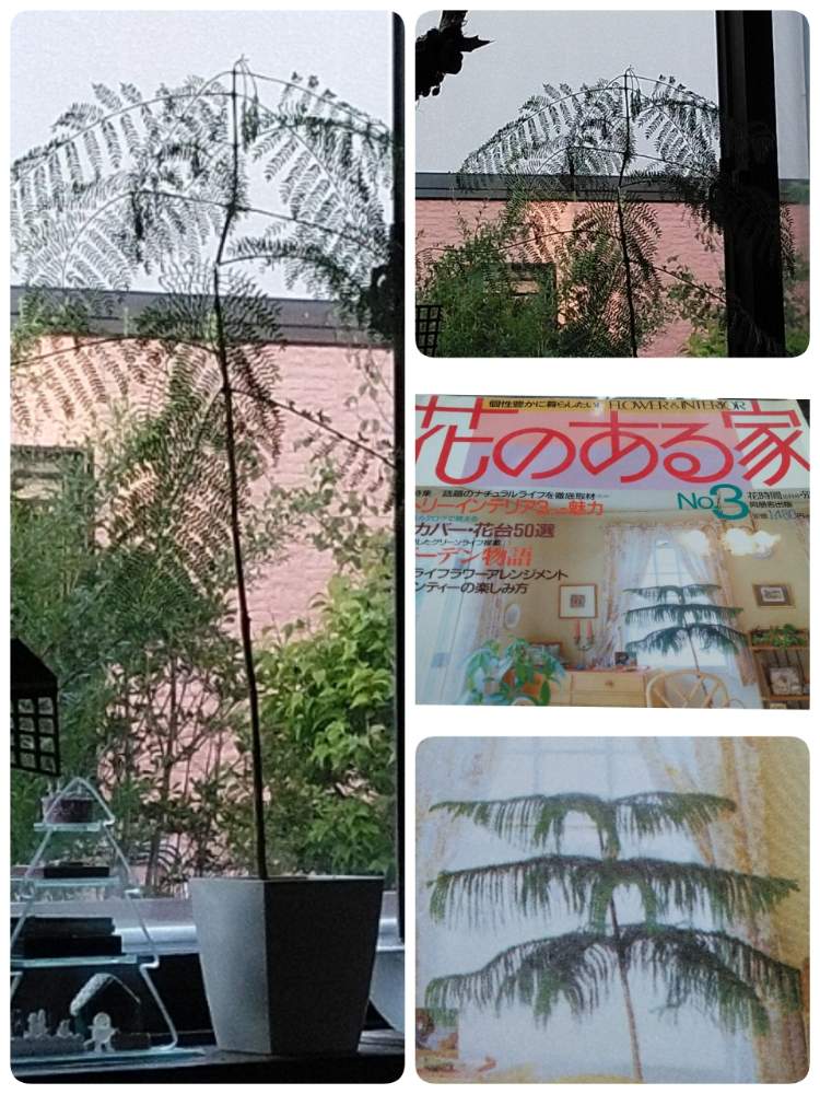 窓辺の画像 by ガラスビンさん | 窓辺とジャカランダ ミモシフォリアとアローセリアと観葉植物と緑のある暮らしとGS 日和