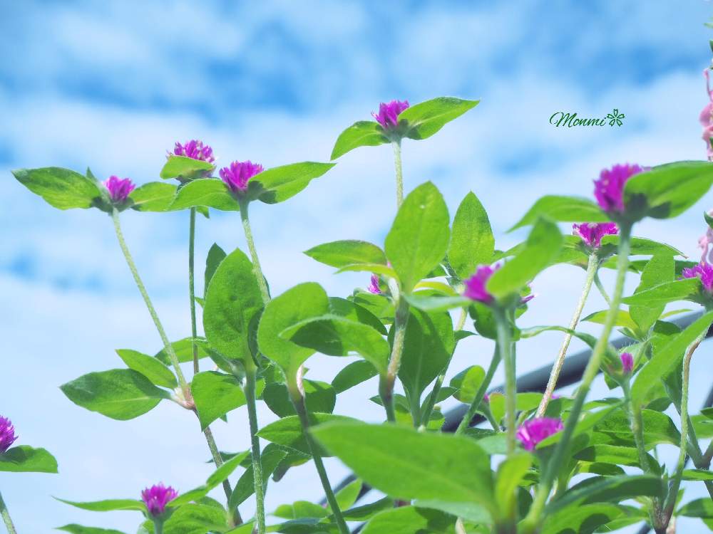 バルコニー/ベランダの画像 by monmiさん | バルコニー/ベランダと千日紅とちいさな幸せ♡と夏の花と植中毒と緑のある暮らしと花のある暮らしとかわいいな♡とバルコニスト