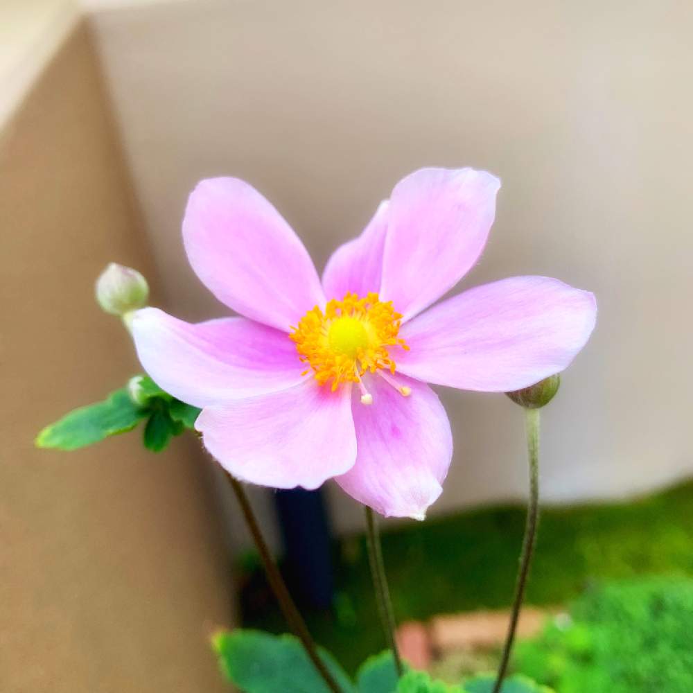 小さな庭の画像 by PT_yamahiroさん | 小さな庭とシュウメイギクとスマホ撮影と我が家の花達と花壇とアップ写真とフラワーとマイガーデンとGS映えと植中毒と桃色の花と我が家の花壇とお花畑 と我が家の庭と花好きとガーデニングと花のある暮らしとお花とお花好き