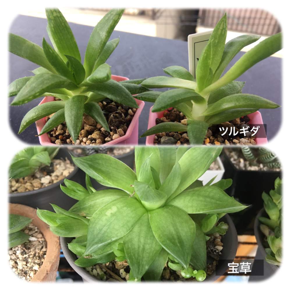 バルコニー/ベランダの画像 by あなリリーさん | バルコニー/ベランダとハオルチア 宝草とハオルチア ツルギダと徒長っ子倶楽部