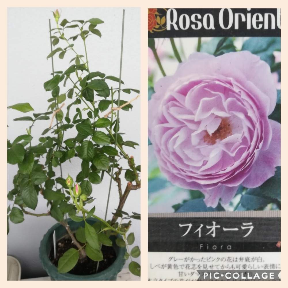 バルコニー/ベランダの画像 by るるさん | バルコニー/ベランダとばら バラ 薔薇とピンクの花と薔薇に魅せられてとバラのある暮らしと綺麗と癒やしの時間と可愛いとガーデニングとバラが好きと花のある暮らしと薔薇♪とばら 薔薇 バラとバラ・ミニバラと色あざやかとばらに魅せられてとフィオーラ バラと薔薇の花