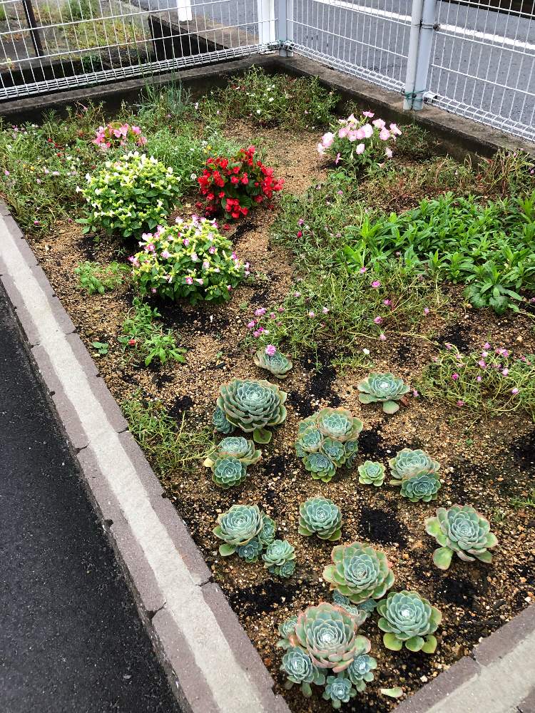 小さな庭の画像 by きょえさん | 小さな庭とトレニア☆と 七福神とトレニアの花と姫ナデシコ☆とマツバボタン☆と多肉女子とペチュニア☆とナデシコ☆と花のある暮らしとベゴニア☆と七福神 多肉とかわいい花とペチュニアカワイイ