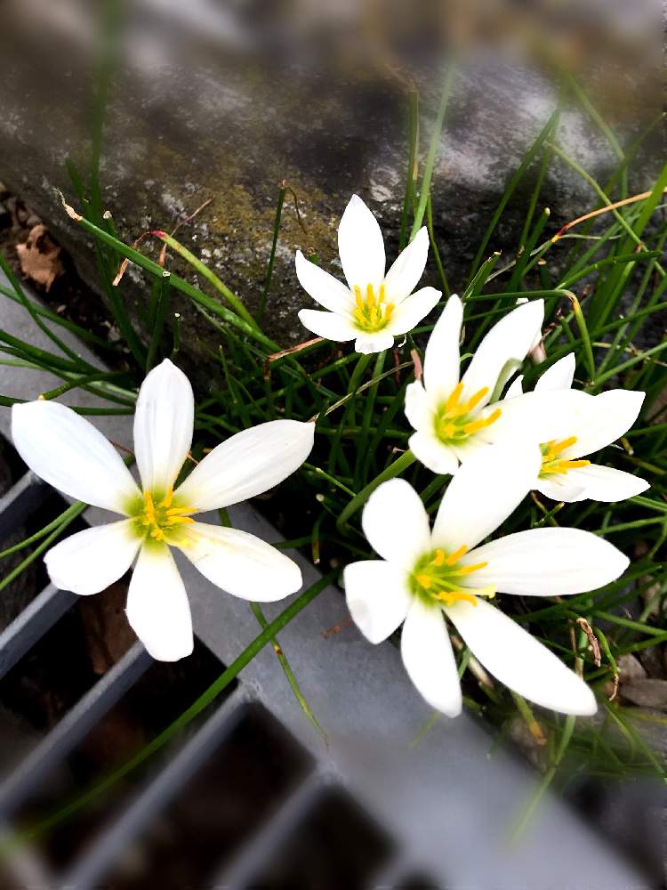 お出かけ先の画像 by 奈帆ちゃんさん | お出かけ先とタマスダレと花のある暮らしと道に咲く花