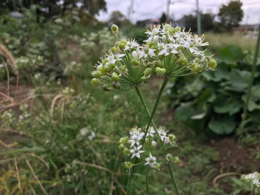 お出かけ先の画像 by ポチさん | お出かけ先とにらの花とハートの形とGS映えと通勤路と花のある暮らしと白い花と出勤路とiPhone撮影