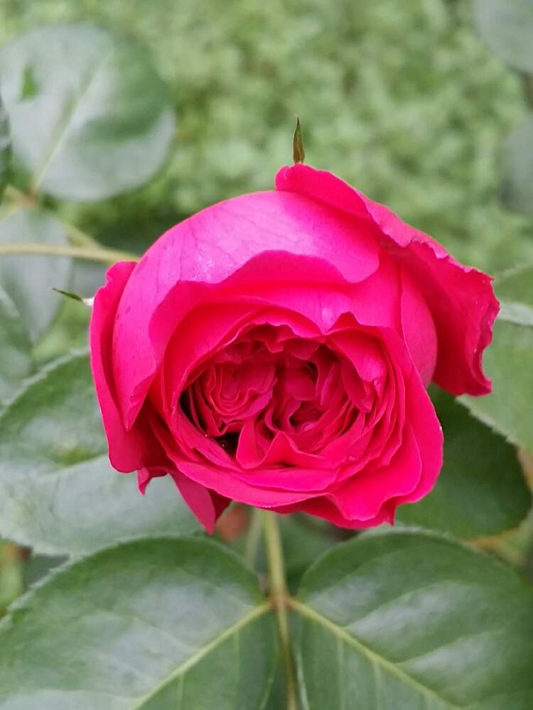 の画像 by 星白さん | ルージュピエールドゥロンサールと薔薇♪とばら バラ 薔薇