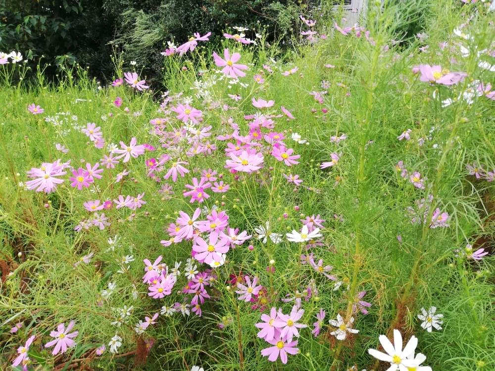 お出かけ先の画像 by エミコさん | お出かけ先と癒やされるとスマホ撮影とピンクの花と美しいと綺麗ときれいな色と花のある暮らしとかわいいとお花と晴れと楽しみ〜とお花好きと花は癒やし♡