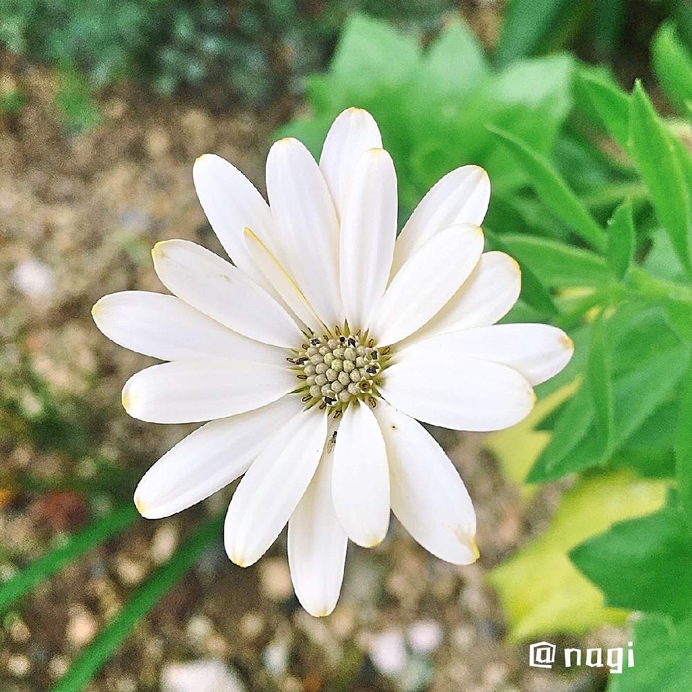 小さな庭の画像 by nagiさん | 小さな庭と開花と育てる楽しみと花壇と君の名は?と花に魅せられてと可愛いとガーデニングと花のある暮らしと庭の宿根草