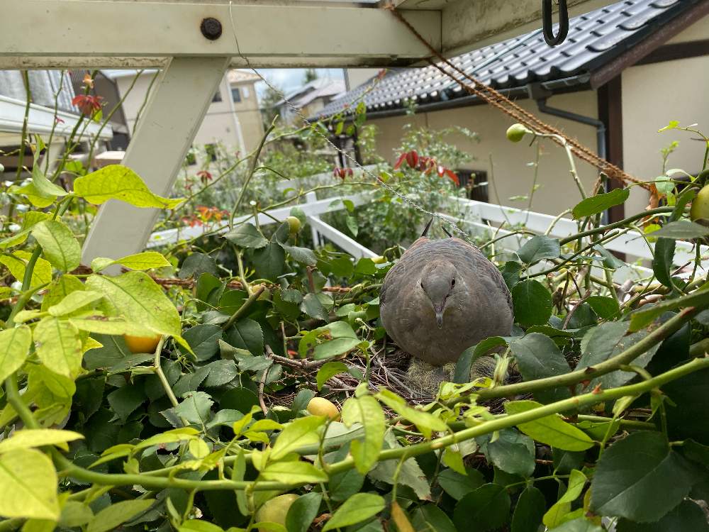 小さな庭の画像 by みわぞぅさん | 小さな庭とマイ・コレクションと薔薇好きと手作りの庭と風景写真とマイガーデンと台風被害とナチュラルスタイルとガーデニングと小さな小さな庭と薔薇♪とロザリアンとバラを楽しむ