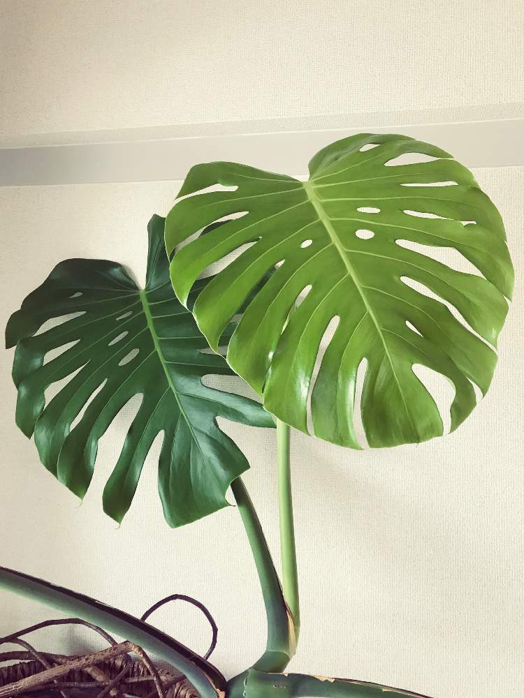 寝室の画像 by ドレミさん | 寝室とモンステラ デリシオーサとモンステラ属と観葉植物と植中毒と花のある暮らしと熱帯植物とモンステラデリシオーサ