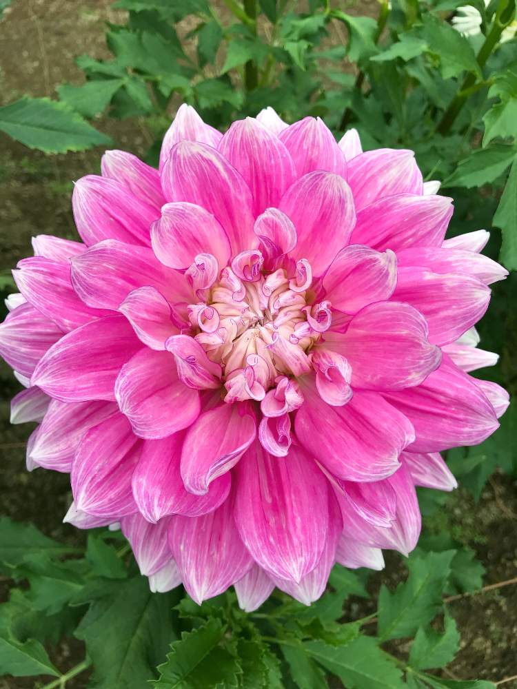 お出かけ先の画像 by ccy.1さん | お出かけ先とダリヤとお花を楽しむとお花大好き♡とダリヤ園と季節のお花とお花