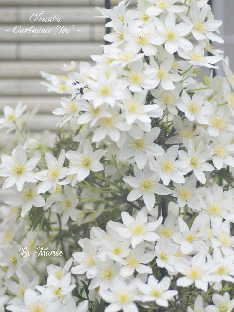 エントランスの画像 by La Mariéeさん | エントランスとクレマチスとクレマチス カートマニージョーと植物のある暮らしとボタニカルライフとグリーンのある暮らしとクレマチス♬とナチュラルガーデンとナチュラルスタイルとガーデニングと花のある暮らしとクレマチス 鉢植えとお花のある生活と小さな花