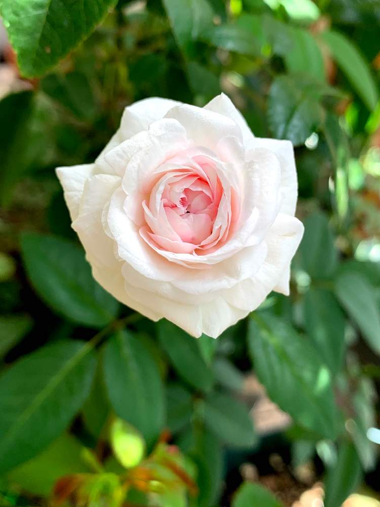 バルコニー/ベランダの画像 by satsuki6さん | バルコニー/ベランダと薔薇と粉粧楼と薔薇愛同盟とピンクの花とバラ・オールドローズとバラ・ミニバラとオールドローズ好き