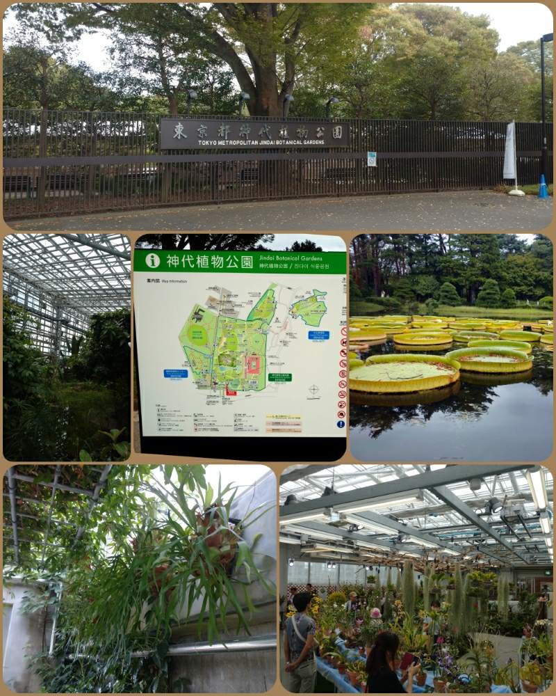 の画像 by ちょこぼっさん | 着生植物と芳香種と洋蘭と原種と普及種と希少種とえせボタニストと植中毒と複茎種と単茎種とマキシラリア属と熱帯植物