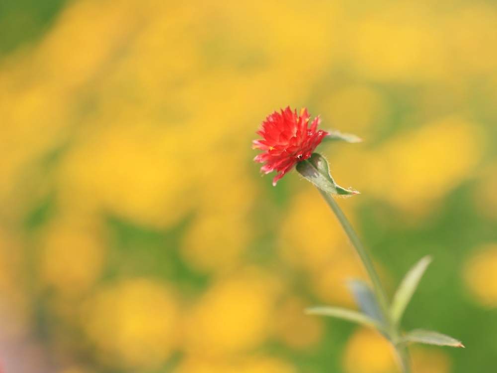の画像 by takosyaさん | 平塚花菜ガーデンとファインダー越しの私の世界とcanonとI♡Kanagawaと一眼レフと黄色い花と赤い花とEF100mmf=2.8マクロとカメラ好き☆