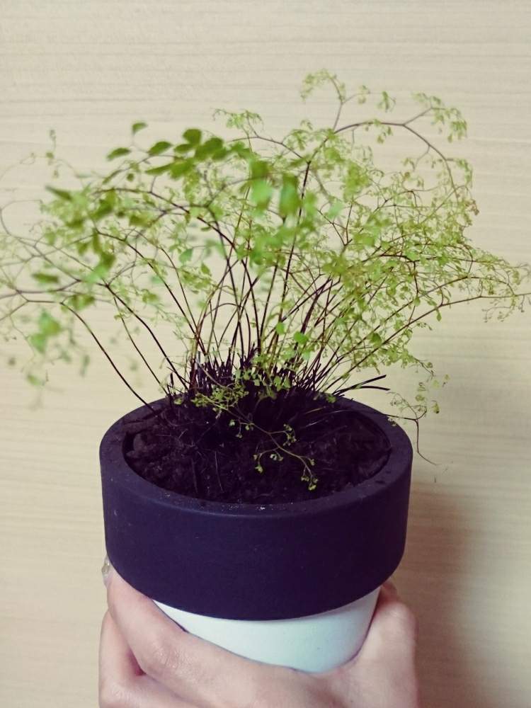 インテリアの画像 by SARArabit☆さん | インテリアとアジアンタムと観葉植物とわが家の観葉植物❢と初心者とアジアンタムさんと観葉植物がスキと花のある暮らし
