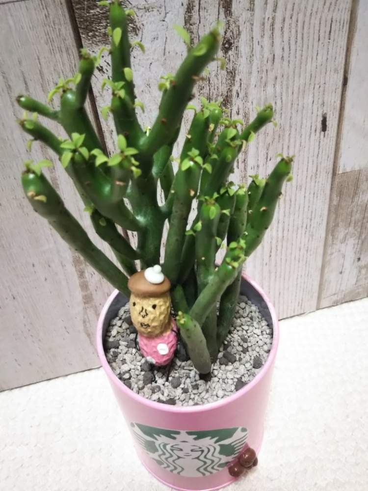 部屋の画像 by しのんさん | 部屋とオンコクラータと多肉植物とHTCと明日も仕事とHTC No.16とかわいい♡とお気に入り♡と台風接近とピンク❤︎ピンクと落花生人形とまかろんちゃんのスタバ缶