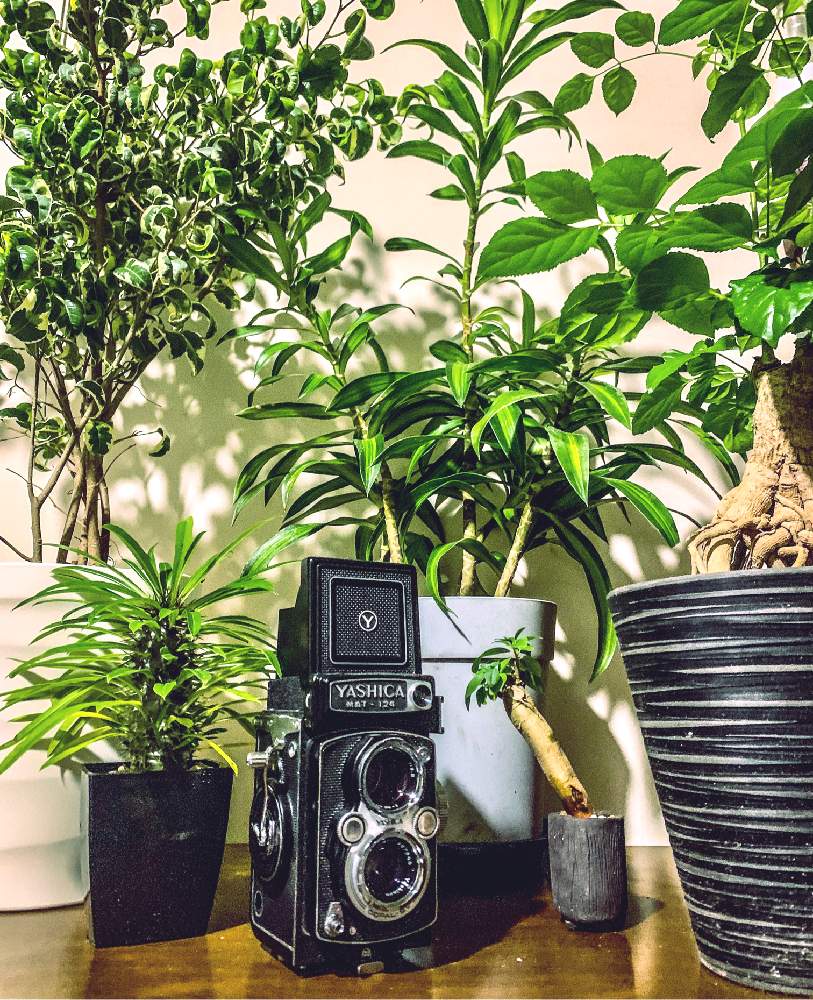 部屋の画像 by ジョセンスさん | 部屋と多肉植物と観葉植物とドラセナ ソングオブレキオスとヘテロパナックス☆と ガジュマルとヘテロ パナックスとラメリーとパキポディウム ラメリーとフィカス属とベンジャミンシタシオンとドラセナ属