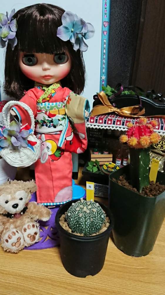 部屋の画像 by ミールンさん | 部屋とダッフィー♡とGSに感謝。とブライス❤️と小さいサボテンとプレゼント☆とあぁ、うっとり♡と緋牡丹❤️と兜サボテン