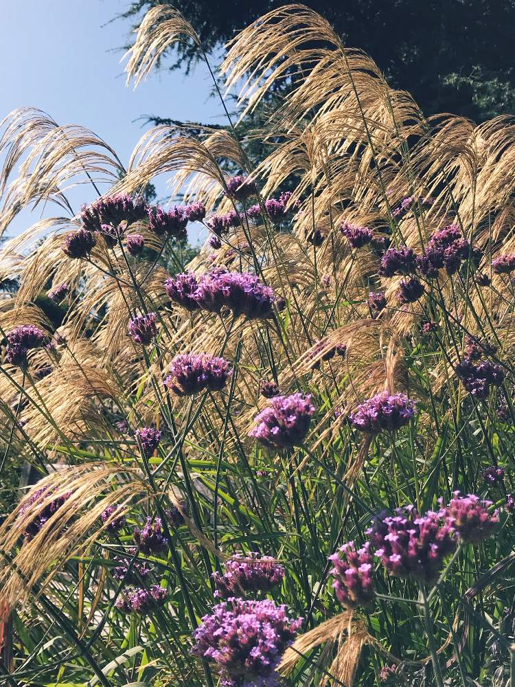 お出かけ先の画像 by Mokihana87さん | お出かけ先とススキとバーベナ ボナリエンシスとVerbena bonariensis Finesseとバーベナ☆とススキ*