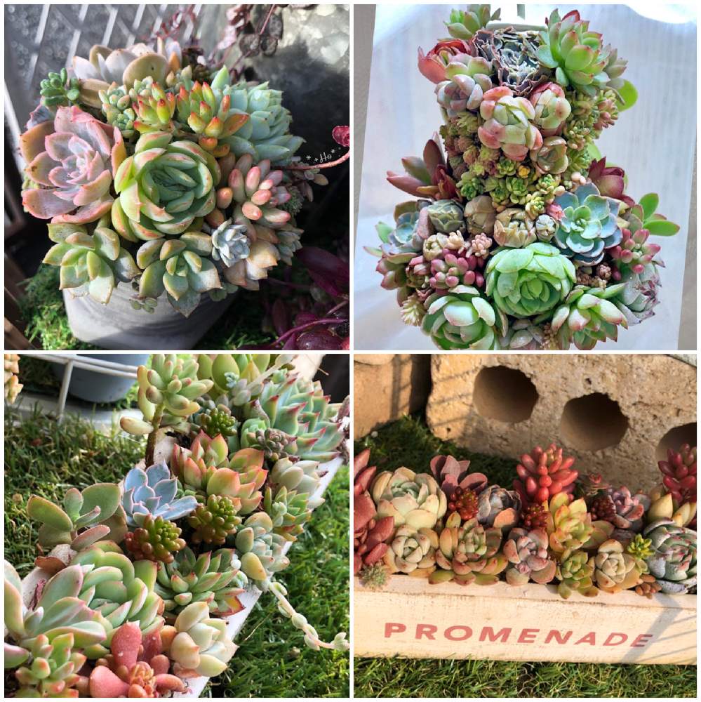 小さな庭の画像 by ほっぺぺさん | 小さな庭と多肉植物とずっと忘れないよと寄せ植えとごっちゃごちゃと植中毒とバラと夢CLUBと多肉女子と小さな庭が欲しいよとBABBI3年生プレ企画と多肉ドレスと花のある暮らしと多肉寄せ植え