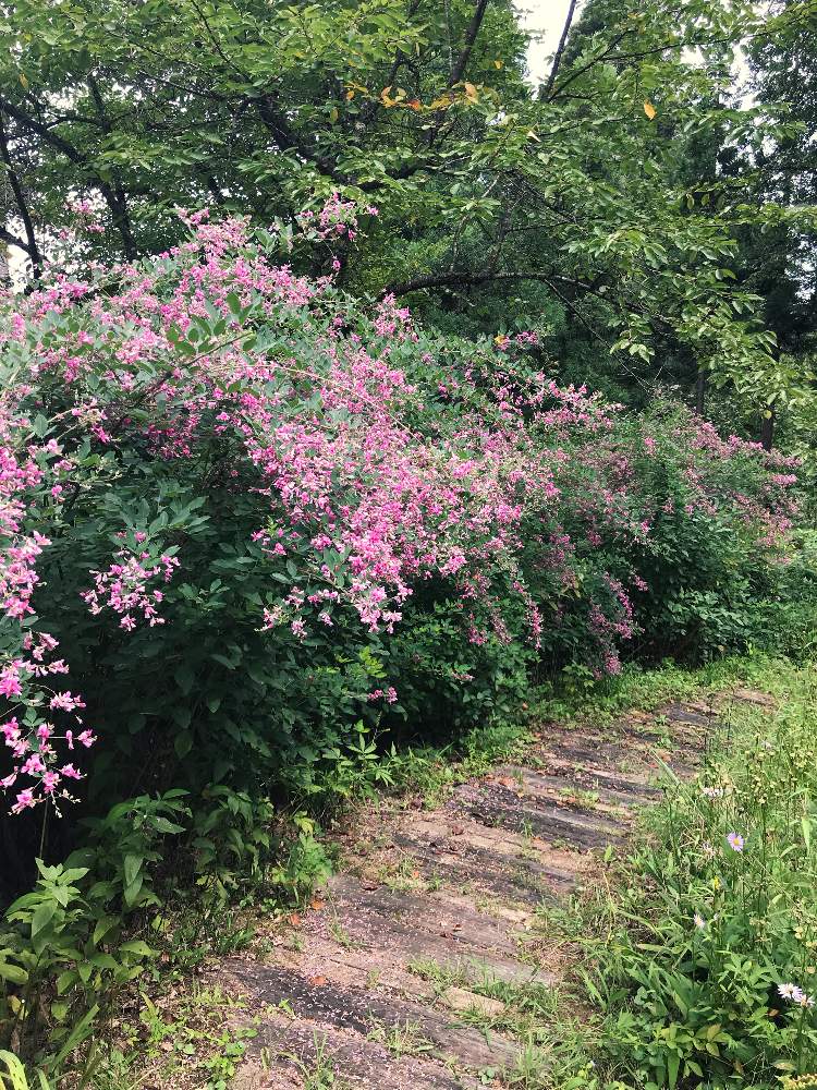 広い庭の画像 by たまさん | 広い庭とピンクの花と癒しと癒しの植物とハギの花♡とハギ属と綺麗と花を愛でるとうれしい!と花が綺麗とガーデニングと花のある暮らしとかわいいとかわいいな♡と秋の花