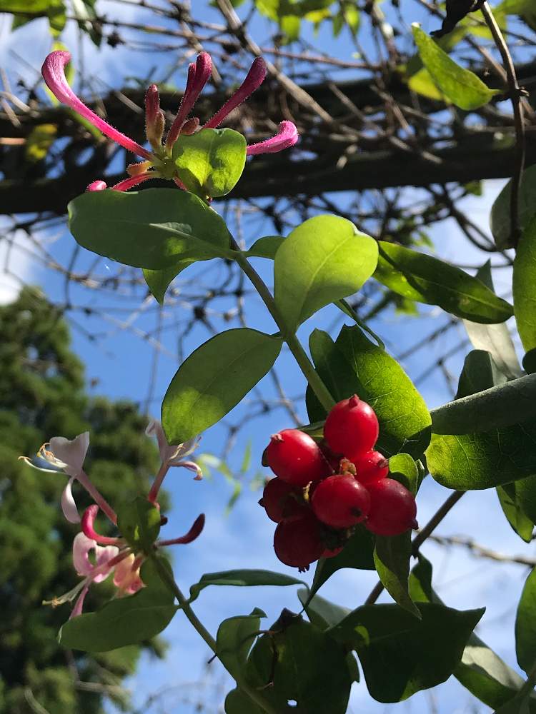 お出かけ先の画像 by もむさん | お出かけ先とハニーサックルとワンコと散歩と9月の花と花のある暮らしとかわいいと空を見上げて