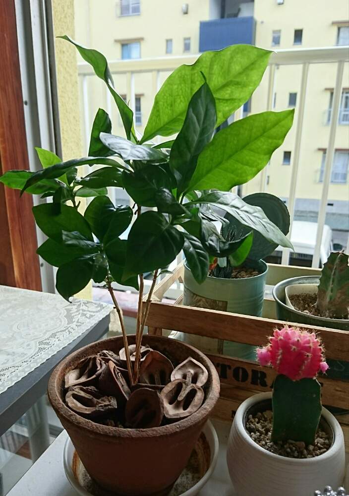 窓辺の画像 by カリナさん | 窓辺と観葉植物と植物のある暮らしとコーヒーの木☆