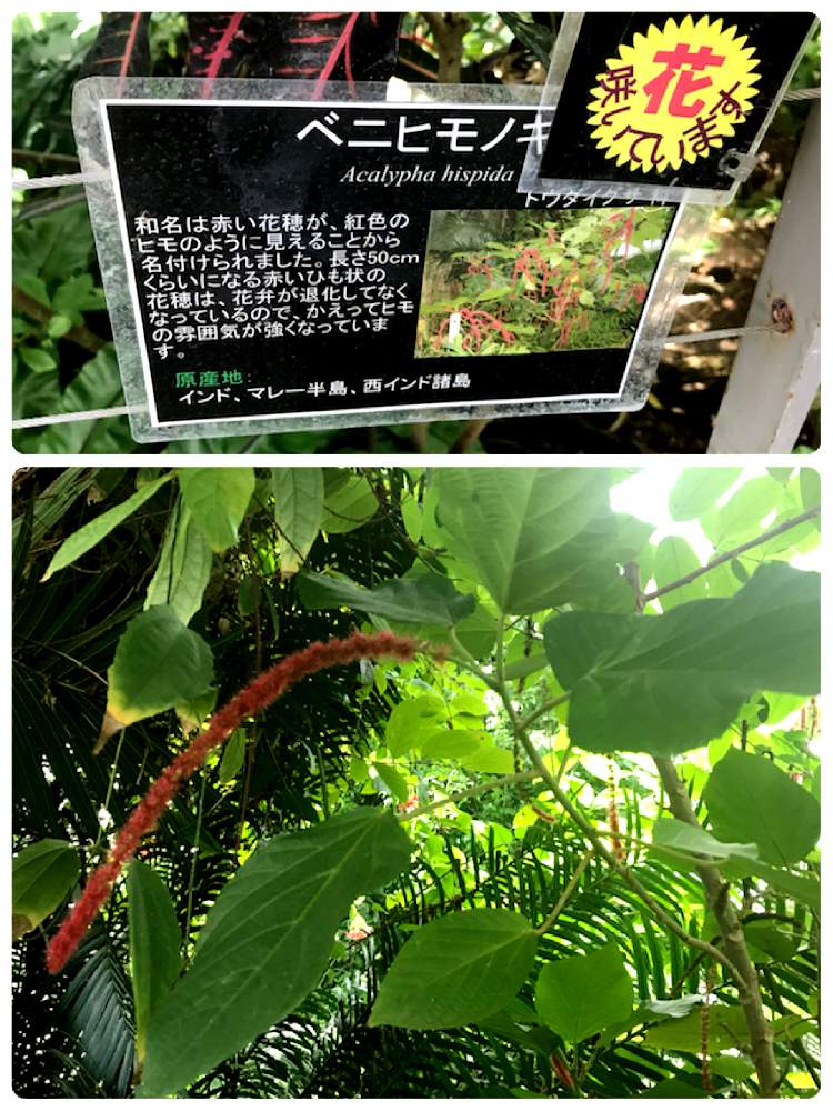 お出かけ先の画像 by 723popoさん | お出かけ先と花のある暮らしと緑のある風景と板橋区立熱帯環境植物館