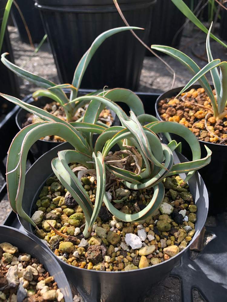 小さな庭の画像 by mosuさん | 小さな庭とユッカ・バッカタと観葉植物とユッカ属と植中毒と鉢植えと子株とガーデニングと花のある暮らしとザファームユニバーサル茨木