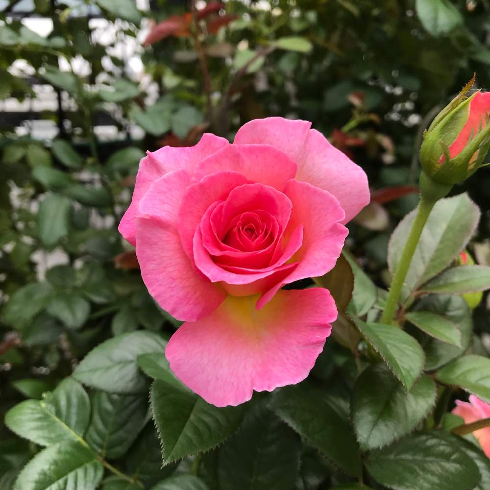 小さな庭の画像 by つるばらさん | 小さな庭とバラと暮らすと薔薇愛同盟と秋の訪れとお気に入りとわたしのピンクパラダイスとピンクのバラ♡とGS映えとバラの鉢植えと鉢でバラを育てると鉢植えと薔薇と暮らす毎日と薔薇のテラスとバラが好きと花のある暮らしとバラに囲まれてとばら 薔薇 バラ