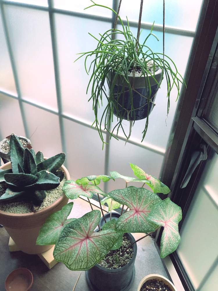 窓辺の画像 by Rimo'sさん | 窓辺とリプサリスとカラジウムとインドアグリーンと多肉植物とサボテン科と観葉植物とグリーンのある暮らしと多肉女子と多肉植物とサボテンとビザールプランツとインテリアグリーン