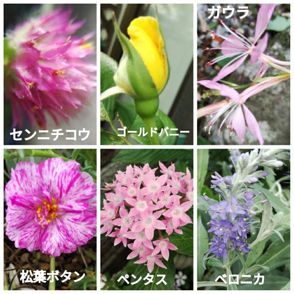 小さな庭の画像 by メリーさん | 小さな庭とベロニカ☆とペンタス☆とガウラ♡と薔薇ゴールドバニーとマクロで撮影とセンニチコウ♡と鉢植えと松葉ボタン。と花のある暮らしと地植え