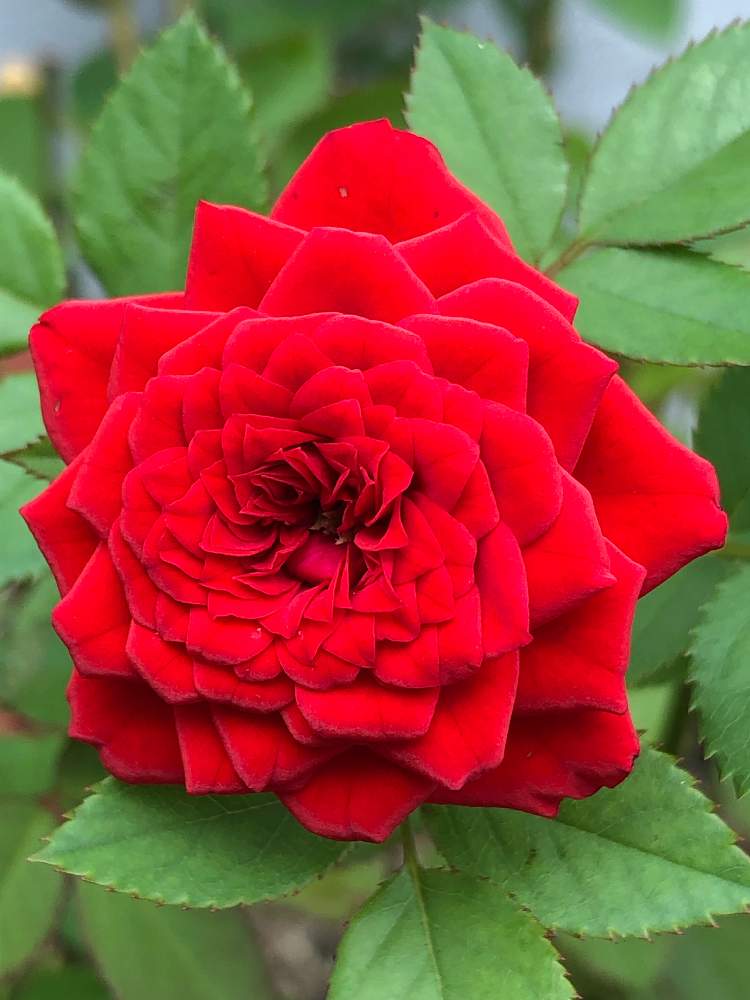小さな庭の画像 by メグさん | 小さな庭と元気いっぱいとおつかれさまとばら バラ 薔薇と薔薇愛同盟といつもありがとう♡と癒しと私のこだわりバラとGS日和と頑張ってと森のがっこうと小さな幸せ♡と可愛いと花のある暮らしとお花のある生活と薔薇♪とバラ・ミニバラ