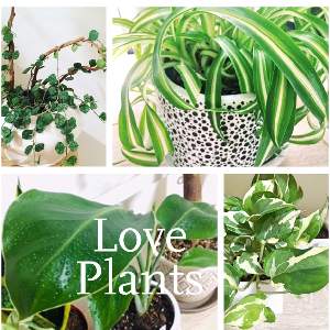 Loveplants