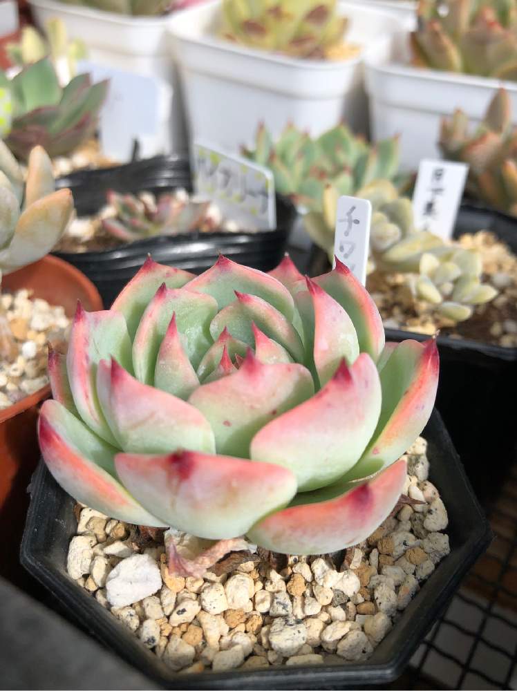 小さな庭の画像 by Misakiさん | 小さな庭とチワワエンシスと多肉植物とSucculentgardenMisakiと嬉しいな♡と韓国苗に夢中(ㅅ´ ˘ `)♡と多肉大好きとシマムラ園芸と多肉女子とBULE LEAFと多肉植物アレンジメントインストラクターと多肉植物の紅葉と千葉タニラー