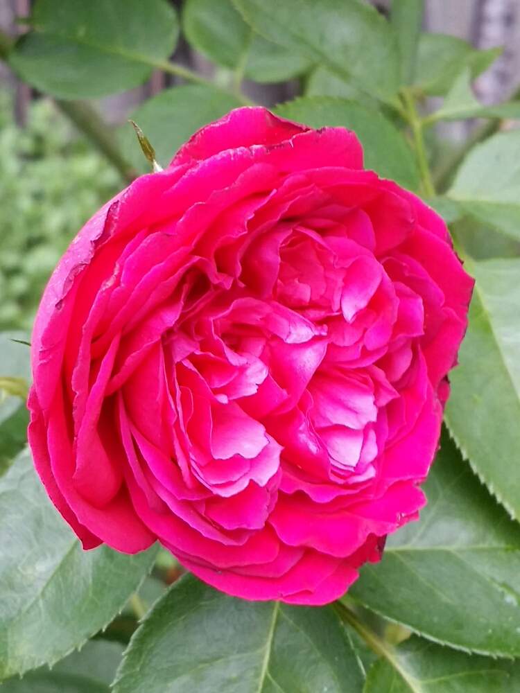 の画像 by 星白さん | ルージュピエールドゥロンサールと薔薇♪とばら バラ 薔薇