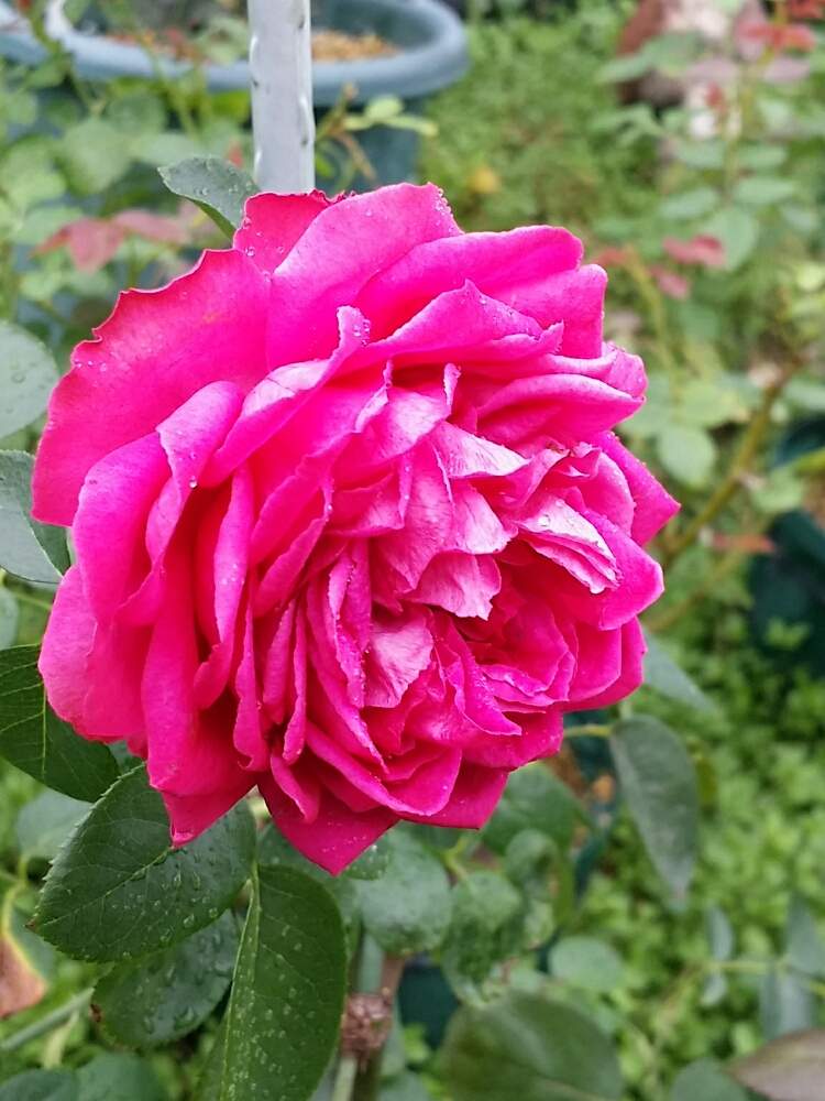 の画像 by 星白さん | ルージュピエールドゥロンサールと薔薇♪とばら バラ 薔薇