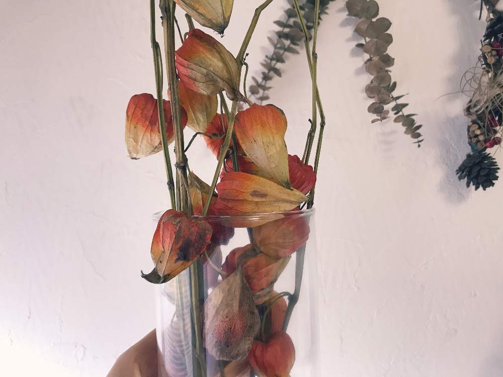 の画像 by ふっちゅ /脱力妻の植物観察日記さん | ホオズキと鬼灯とほおずきと観葉植物とボタニカルライフと室内観葉植物とドライフラワーとNo plants No lifeと脱力妻と植中毒とgreen green greenと多肉女子と観葉植物観察日記とゆる妻とGREEN UP!