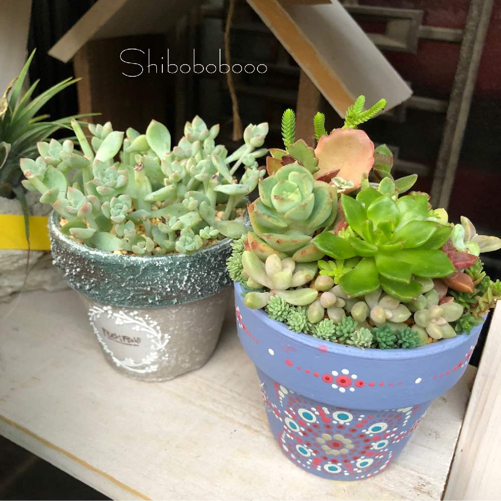 棚の画像 by しぼぼさん | 棚とプロリフェラと多肉植物とぷちぽちさんの鉢と多肉植物寄せ植えと富士宮多肉祭りと植中毒と今日の一枚と多肉女子と多肉棚と東京ロハスとちまちま寄せとペコさん鉢