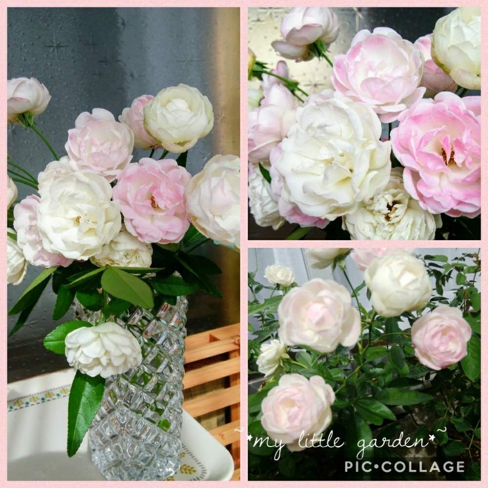 階段/廊下の画像 by みけにゃんこさん | 階段/廊下と薔薇♪とコラージュとバラ・ミニバラと山形