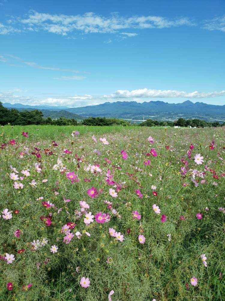 お出かけ先の画像 by yukikoさん | お出かけ先とコスモス畑と私のお花~2019~とお花を楽しむとお花に感動と花好きさんと繋がりたいとお花大好きとお花と共にと花愛とお花に癒されてとお花を見て元気と一日一花とお花パワー‼️とお花愛がとまらないと秋を彩るコスモスフォトコンとお花に励まされてと花のある暮らしと鼻高展望花の丘とかわいいお花