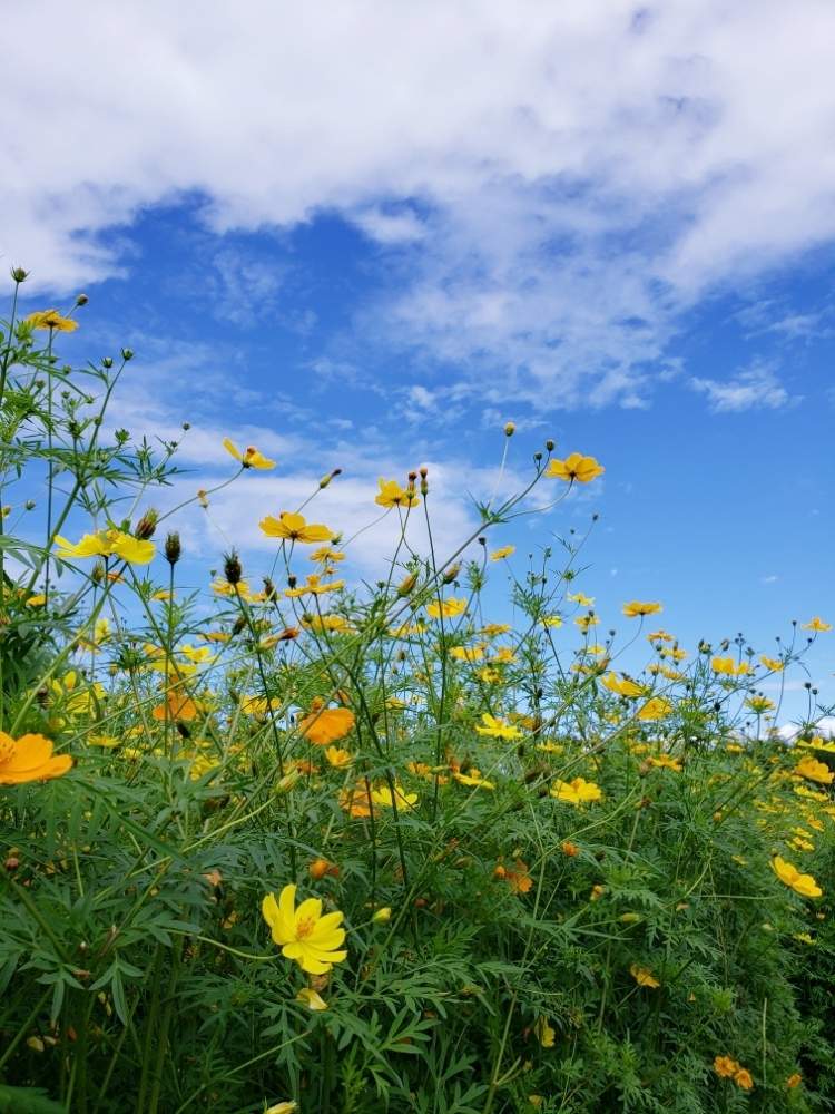 お出かけ先の画像 by yukikoさん | お出かけ先と私のお花~2019~とお花を楽しむとお花に感動と花好きさんと繋がりたいとお花大好きとお花と共にと花愛とお花に癒されてとお花を見て元気と一日一花とお花パワー‼️とお花愛がとまらないとお花に励まされてと花心❤️と黄花コスモス☆と花のある暮らしと鼻高展望花の丘とかわいいお花