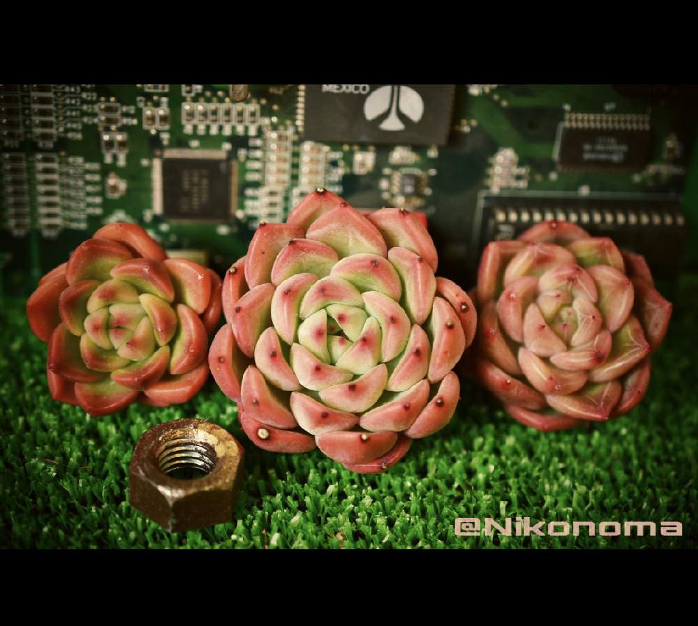 部屋の画像 by Nomachanさん | 部屋と多肉植物とW投稿と繋がりに感謝と大好きな場所とJUNK Gardenと少しでも笑顔になってもらえますようにと台風被害が最小限ですみますようにと笑顔の源とみんな同じ空の下と錆錆とSabijyoとご縁に感謝とDIYとスチパン鉢とまだまだおんぼろタニラーとスチタン鉢と植物が映えるものを作り隊とサビじょとインダストリアルとあの娘にも届け