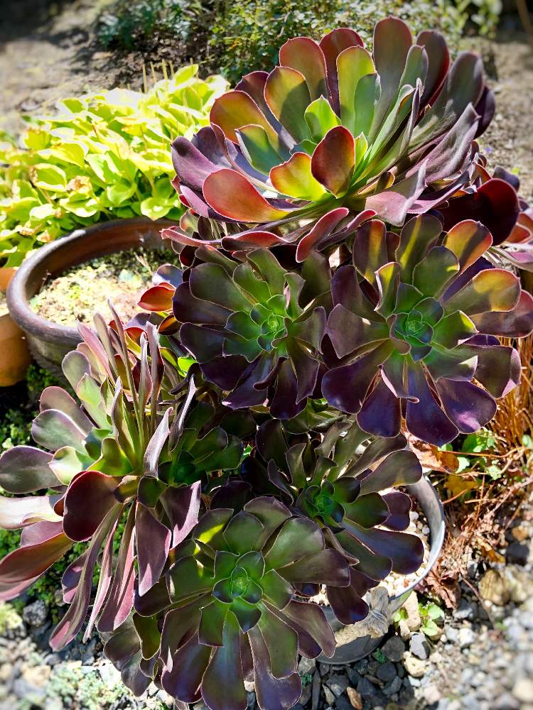 の画像 by よよよさん | カシミアバイオレットと多肉植物と岩手県とアエオ大好き!とぎゅうぎゅうとつやつやといつもありがとうと赤い多肉と美しいと元気モリモリとタニラーと子株いっぱいとかわいい