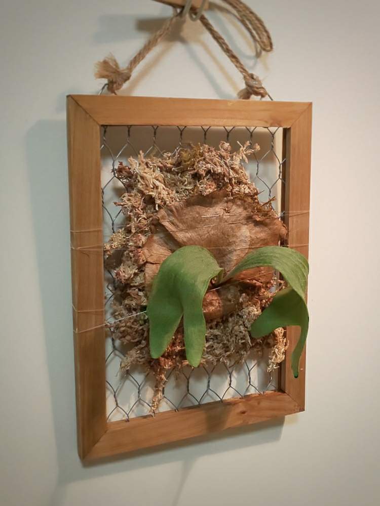 部屋の画像 by chip sp.さん | 部屋とビカクシダと観葉植物と今日の一枚と壁掛けと着生シダと可愛いとシダ植物